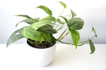 Cebu blue pothos, Epipremnum pinnatum, houseplant with silvery blue green leaves and perforations....