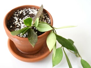 Hoya memoria (Hoya gracilis) houseplant isolated on a white background in a terracotta pot. This hoya has green elongate leaves with silver splash and red sun stress. Landscape orientation.