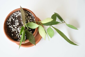 Hoya memoria (Hoya gracilis) houseplant isolated on a white background in a terracotta pot. This...