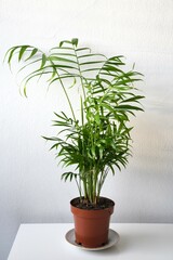Parlor palm houseplant (chamaedorea elegans), with bushy green leaves, isolated on a white background. Full plant in portrait orientation. 