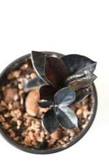 Zamioculcas zamiifolia ‘Raven’, black ZZ houseplant. Isolated on a white background, in portrait orientation. Taken from above. 