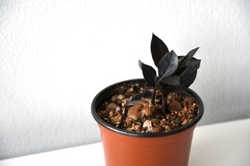 Zamioculcas zamiifolia ‘Raven’, black ZZ houseplant. Isolated on a white background, in landscape orientation. 