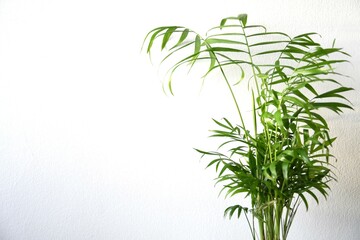 Parlor palm houseplant (chamaedorea elegans), with bushy green leaves, isolated on a white background. Close up in landscape orientation. 