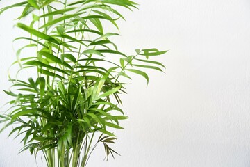 Parlor palm houseplant (chamaedorea elegans), with bushy green leaves, isolated on a white background. Close up in landscape orientation. 