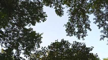 Peaceful Green Beauty: Serene Nature Views for Your Collection