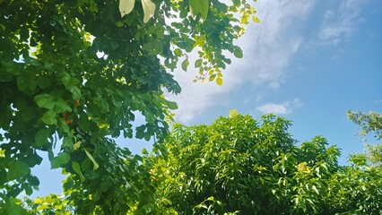 Peaceful Green Beauty: Serene Nature Views for Your Collection