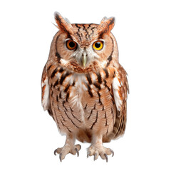 Eastern Screech Owl isolated on transparent background
