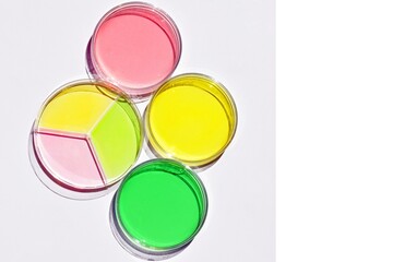 Petri dishes with colored liquid, copy space for text. Scientific concept