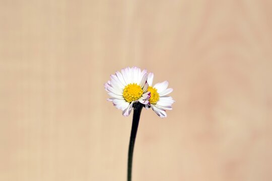 Fused daisies. Example of fasciation in plants