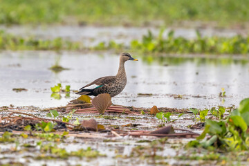 Indian spot-billed duck (Anas poecilorhyncha)