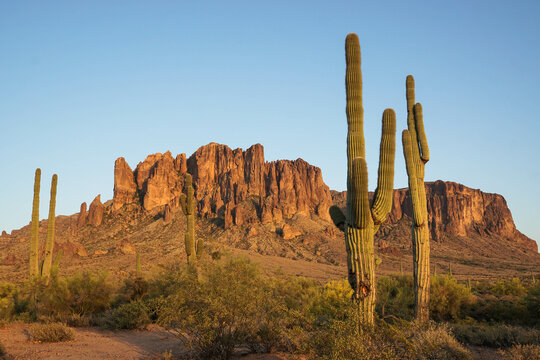 Saguaro Cactus in the Arizona Desert at Dusk