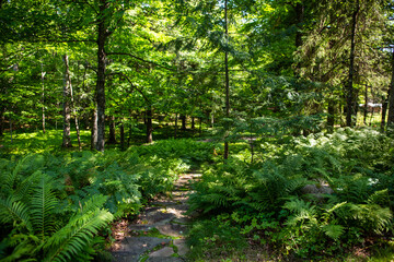 Fototapeta premium A footpath in the forest with ferns along the way