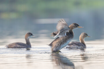 The little grebe,family of water birds.
