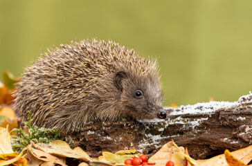 Hedgehog, Scientific name: Erinaceus Europaeus. Close up of a wild, native, European hedgehog in Winter, facing right on fallen log with frost, golden leaves and red berries.  Horizontal.