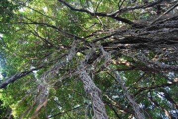 View of a large shady banyan tree in Surabaya city park, a banyan tree with long hanging roots.