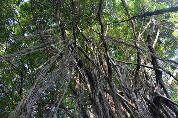 View of a large shady banyan tree in Surabaya city park, a banyan tree with long hanging roots.
