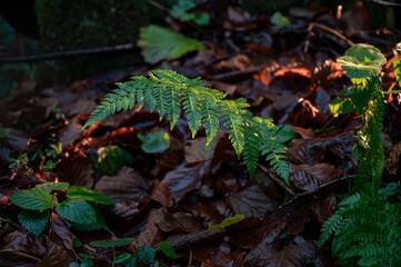 Obraz premium Emergent Fern in Autumnal Forest Floor