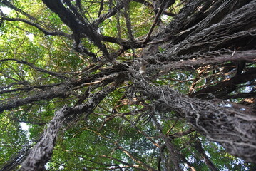 View of a large shady banyan tree in Surabaya city park, a banyan tree with long hanging roots.