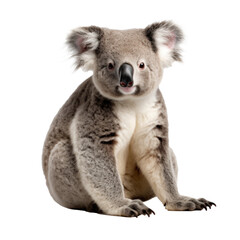 Obraz premium Cute Australian Koala isolated on transparent background