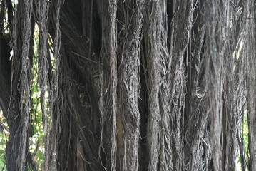 View of a large shady banyan tree in Surabaya city park, a banyan tree with long hanging roots.