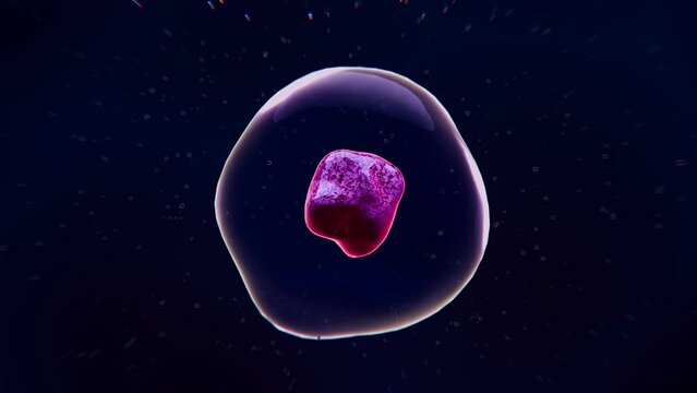Cell with nucleus in mitosis on a dark blue background , Seamless loop 4k render