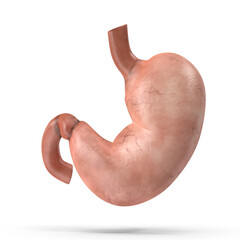 Realistic 3D Model of Human Stomach Anatomy - High-Quality PNG File