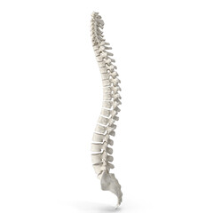 Realistic 3D Model of Human Spine Bone Anatomy - High-Quality PNG File