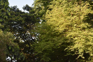 close-up of lush green tropical vegetation forest with bright green leaves under blue cloud sky and sunlight, beauty in tropical nature banner concept for wallpaper, travel, vacation