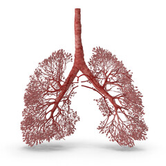 Harsh Puranam, Harsh Designs, 3D respiratory system, human lung anatomy, realistic pulmonary model,...