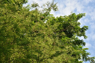 close-up of lush green tropical vegetation forest with bright green leaves under blue cloud sky and sunlight, beauty in tropical nature banner concept for wallpaper, travel, vacation