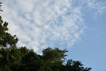 Obraz premium close-up of lush green tropical vegetation forest with bright green leaves under blue cloud sky and sunlight, beauty in tropical nature banner concept for wallpaper, travel, vacation