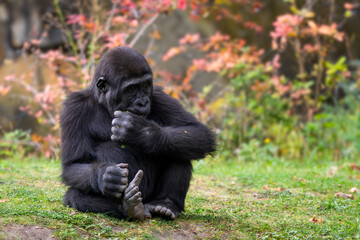 Fototapeta premium Western gorilla - Gorilla gorilla, iconic large critically endangered ape from African tropical forests, Gabon.