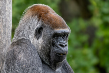 Western gorilla - Gorilla gorilla, iconic large critically endangered ape from African tropical...