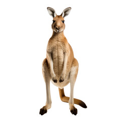 Naklejka na ściany i meble Australian Kangaroo on transparent background