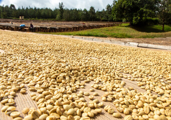 Washed Coffee beans drying on racks in a coffee farm in Nyeri, Kenya