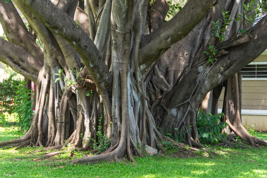 Beautiful green banyan tree, many trunks intertwined into one huge ficus microcarpa