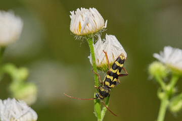 Rutpela maculata, the spotted longhorn, is a beetle species of flower longhorns of the family...
