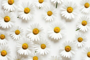 Bright chamomile daisy flower bud and stems pattern
