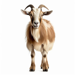 Obraz premium Frontal view of a goat, isolated, white background, ai technology
