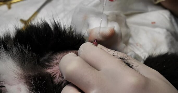 For a cat with urethral stones, the veterinarian installs a urinary catheter and flushes it. The doctor inserts a urinary catheter into the cat's penis. Cat catheterization concept.