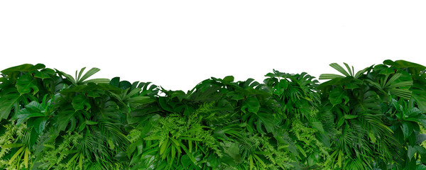 Plant leaves Green nature Tropical forest isolated on transparent background - png