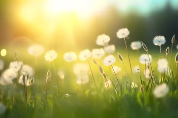 Rolgordijnen Summer spring beautiful natural scenery. Blooming lush green grass in meadow outdoors.   © BlazingDesigns