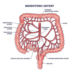 Mesenteric artery anatomy and abdominal aorta location outline diagram. Labeled educational medical scheme with abdomen and bowel blood flow vector illustration. Ileocolical and jejunal arteries.
