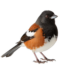 Eastern Towhee isolated on transparent background