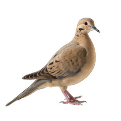 Mourning Dove isolated on transparent background