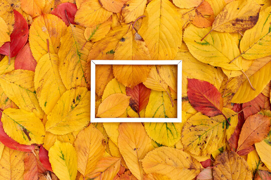 Horizontal thin white hollow frame lies in the middle on yellow leaves background