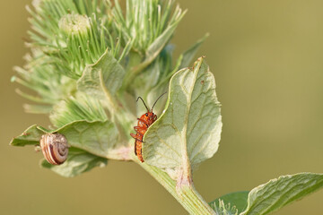 Common red soldier beetle,, Rhagonycha fulva,, on wildflower in summer morning, Danubian forest, Slovakia