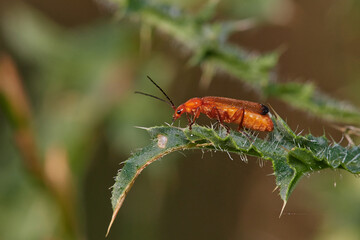 Common red soldier beetle,, Rhagonycha fulva,, on wildflower in summer morning, Danubian forest, Slovakia