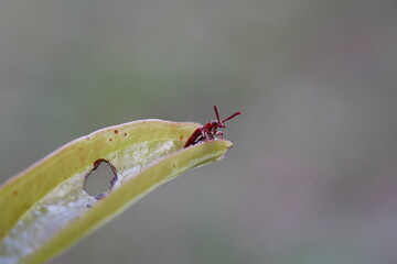 Lilioceris cheni on a white background.