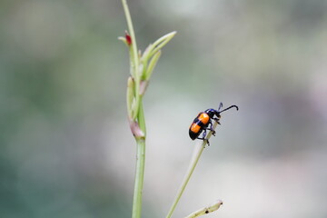 Lilioceris cheni on a white background.